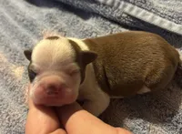 Loki, a female Boston Terrier for sale in Camden, AR – 2 of 3