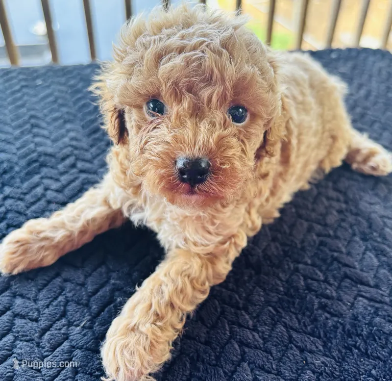 Hades (akc)  – Poodle - Toy  puppy for sale in Camden, AR