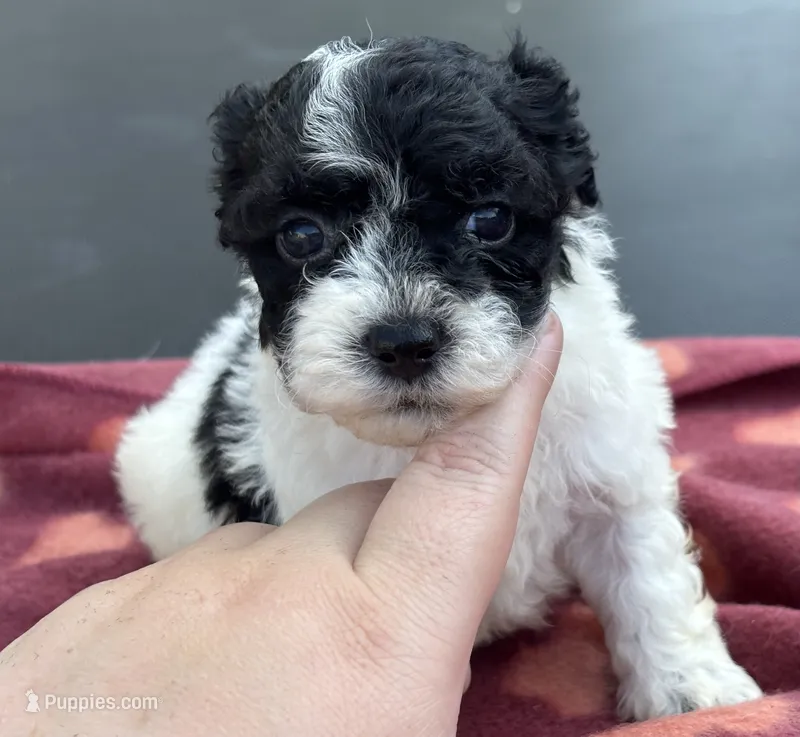Itsy bitsy , a female Poodle - Toy  for sale in Camden, AR – 1 of 2