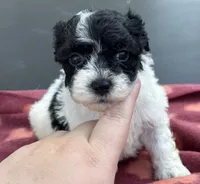 Itsy bitsy , a female Poodle - Toy  for sale in Camden, AR – 1 of 2