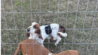 Fred, a male Basset Hound for sale in Camden, AR – 1 of 1
