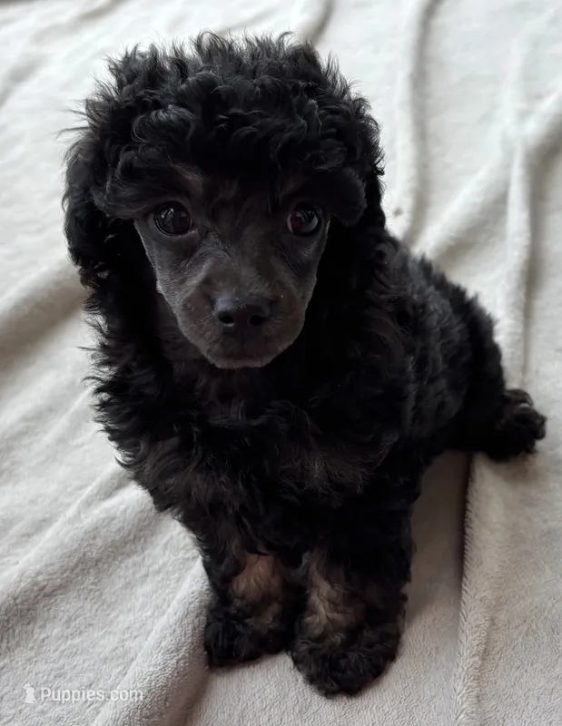 Kylie (phantom-akc) – Poodle - Toy  puppy for sale in Camden, AR