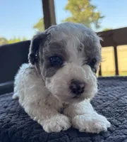 Topez (Merle with blue eyes), a male Poodle - Toy  for sale in Camden, AR – 2 of 7