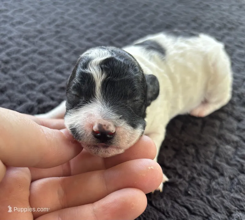 Discordia  – Poodle - Toy  puppy for sale in Camden, AR