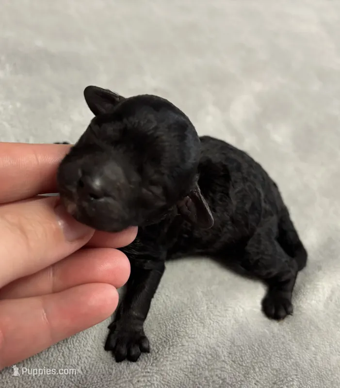 Diamond , a female Poodle - Toy  for sale in Camden, AR – 1 of 1