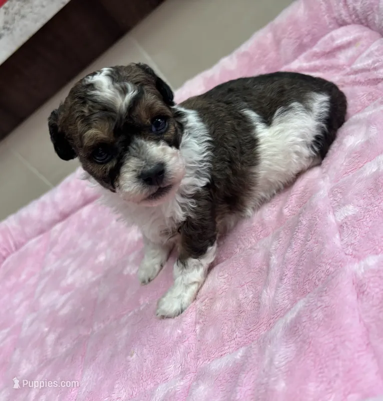 Zeus – Poodle - Toy  puppy for sale in Camden, AR