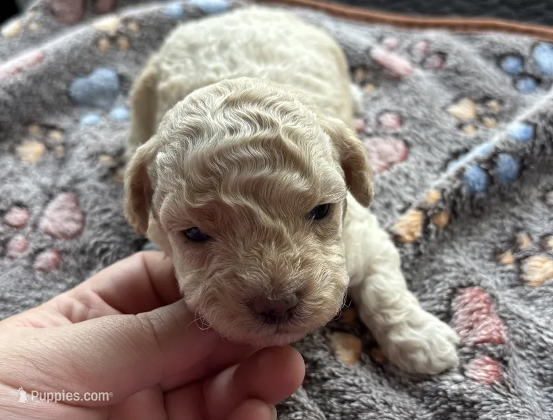 Citrine  – Poodle - Toy  puppy for sale in Camden, AR