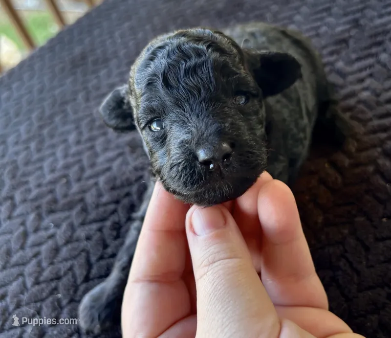 Poseidon  – Poodle - Toy  puppy for sale in Camden, AR