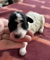 Nixie , a female Poodle - Toy  for sale in Camden, AR – 1 of 1