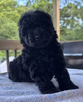 Chanel (akc), a female Poodle - Toy  for sale in Camden, AR – 3 of 3