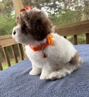 Choco sable parti, a male Poodle - Toy  for sale in Camden, AR – Photo 3 of 4
