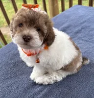 Choco sable parti, a male Poodle - Toy  for sale in Camden, AR – Photo 1 of 4