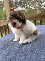 Choco sable parti, a male Poodle - Toy  for sale in Camden, AR – Photo 4 of 4