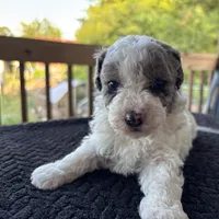 Topez (Merle with blue eyes), a male Poodle - Toy  for sale in Camden, AR – 5 of 7