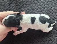 Discordia , a female Poodle - Toy  for sale in Camden, AR – 2 of 2