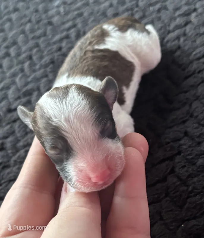 Hercules (sable parti)  – Poodle - Toy  puppy for sale in Camden, AR