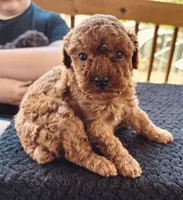 Neko (deep red), a male Poodle - Toy  for sale in Camden, AR – 2 of 4