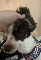Monty (brown phantom parti), a male Poodle - Miniature  for sale in Camden, AR – 6 of 6