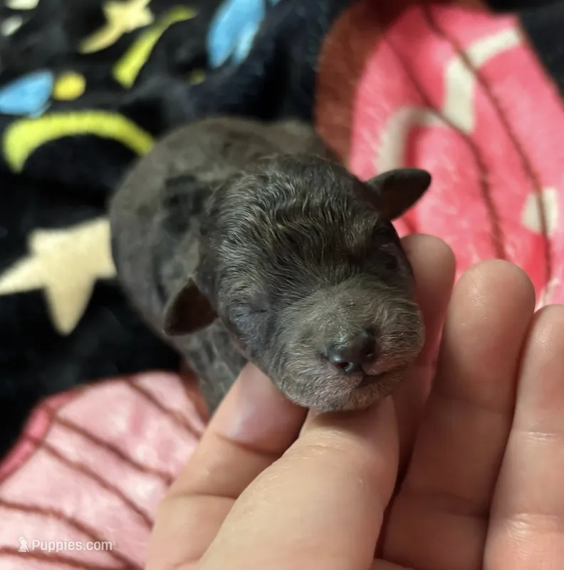 Ishtar ( AKC) – Poodle - Toy  puppy for sale in Camden, AR