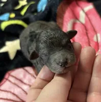 Ishtar ( AKC), a female Poodle - Toy  for sale in Camden, AR – 1 of 2