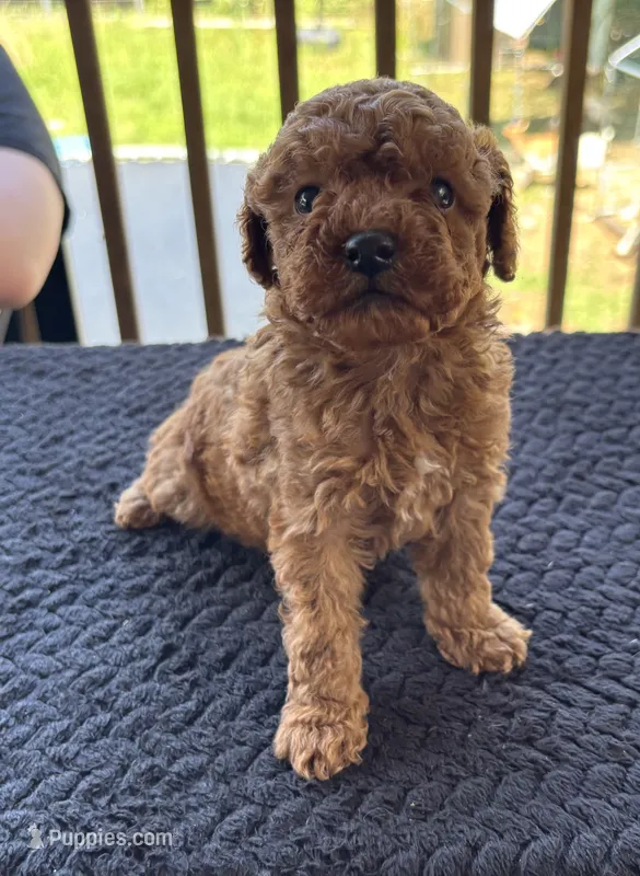 Neko (deep red) – Poodle - Toy  puppy for sale in Camden, AR