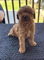 Neko (deep red), a male Poodle - Toy  for sale in Camden, AR – 1 of 4