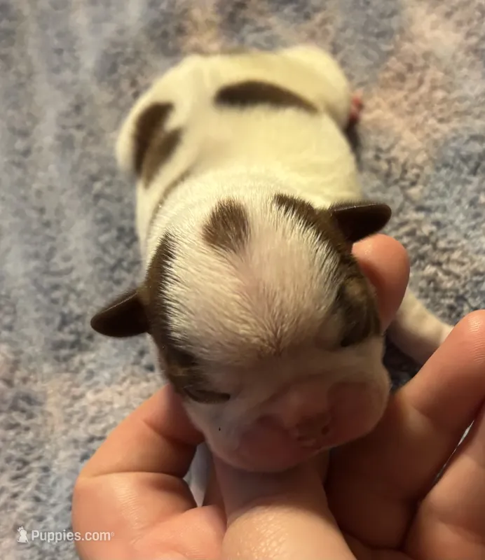 Aphrodites  – Boston Terrier puppy for sale in Camden, AR
