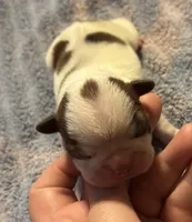 Aphrodites , a female Boston Terrier for sale in Camden, AR – 1 of 3