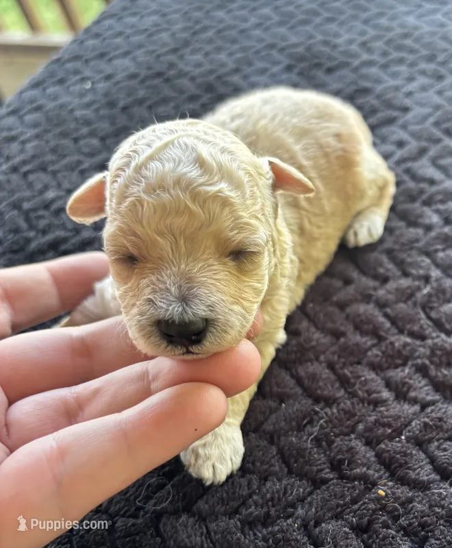Uno(akc) color mutation – Poodle - Toy  puppy for sale in Camden, AR