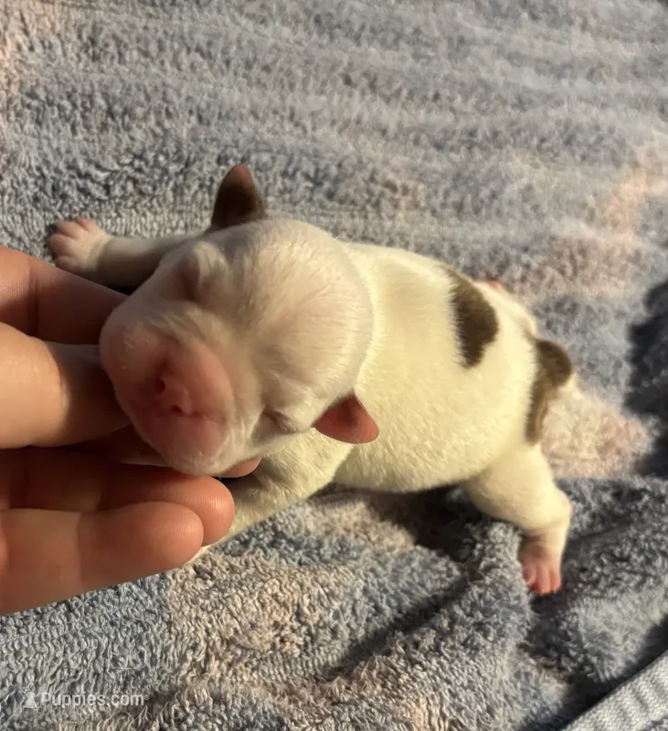 Ares – Boston Terrier puppy for sale in Camden, AR