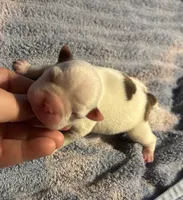 Ares, a female Boston Terrier for sale in Camden, AR – 1 of 2