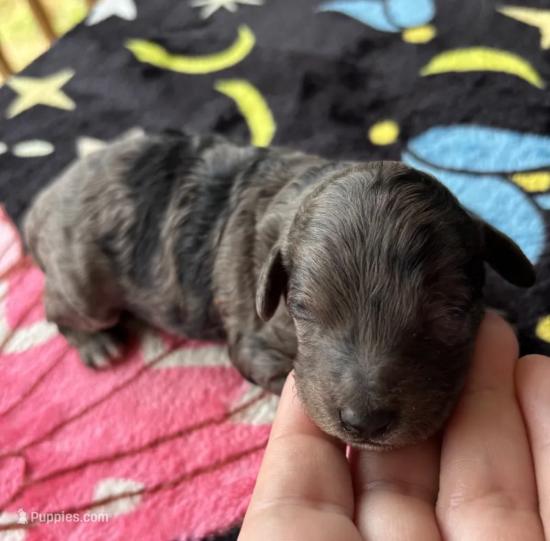 Athena (AKC) – Poodle - Toy  puppy for sale in Camden, AR