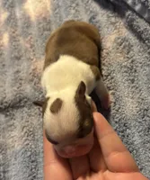 Athena , a female Boston Terrier for sale in Camden, AR – 5 of 5
