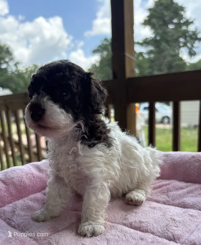 Titan – Poodle - Toy  puppy for sale in Camden, AR