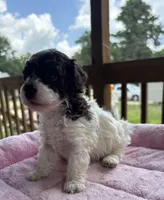 Titan (chocolate parti), a male Poodle - Toy  for sale in Camden, AR – 6 of 7
