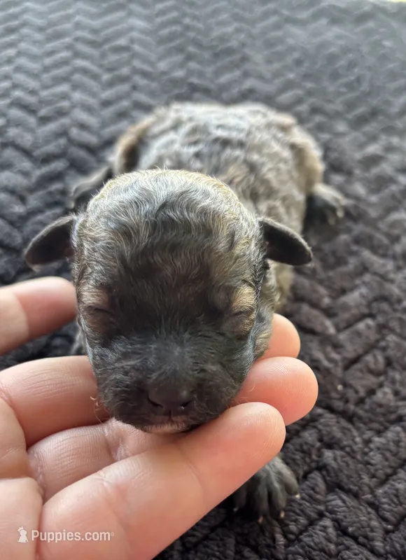 Caspian – Poodle - Toy  puppy for sale in Camden, AR