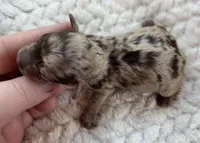 Tinker (choc Merle) , a male Poodle - Toy  for sale in Camden, AR – Photo 2 of 2