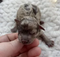 Tinker (choc Merle) , a male Poodle - Toy  for sale in Camden, AR – Photo 1 of 2