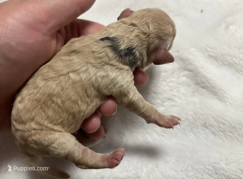 Uno(akc) color mutation – Poodle - Toy  puppy for sale in Camden, AR