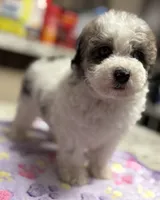 Topez (Merle with 2 blue eyes), a male Poodle - Toy  for sale in Camden, AR – 7 of 7