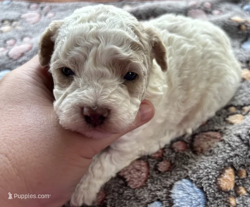Amber  – Poodle - Toy  puppy for sale in Camden, AR