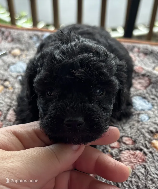 Chanel – Poodle - Toy  puppy for sale in Camden, AR