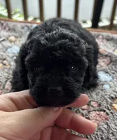 Chanel, a female Poodle - Toy  for sale in Camden, AR – 1 of 3