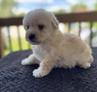 Uno , a male Poodle - Toy  for sale in Camden, AR – 2 of 7