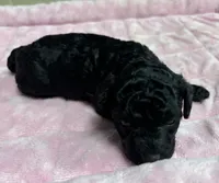 Sephora , a female Poodle - Toy  for sale in Camden, AR – 3 of 4