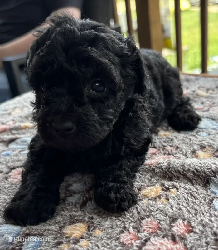 Mabeline – Poodle - Toy  puppy for sale in Camden, AR