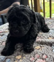 Mabeline, a female Poodle - Toy  for sale in Camden, AR – 1 of 2