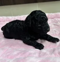 Sephora , a female Poodle - Toy  for sale in Camden, AR – 2 of 4