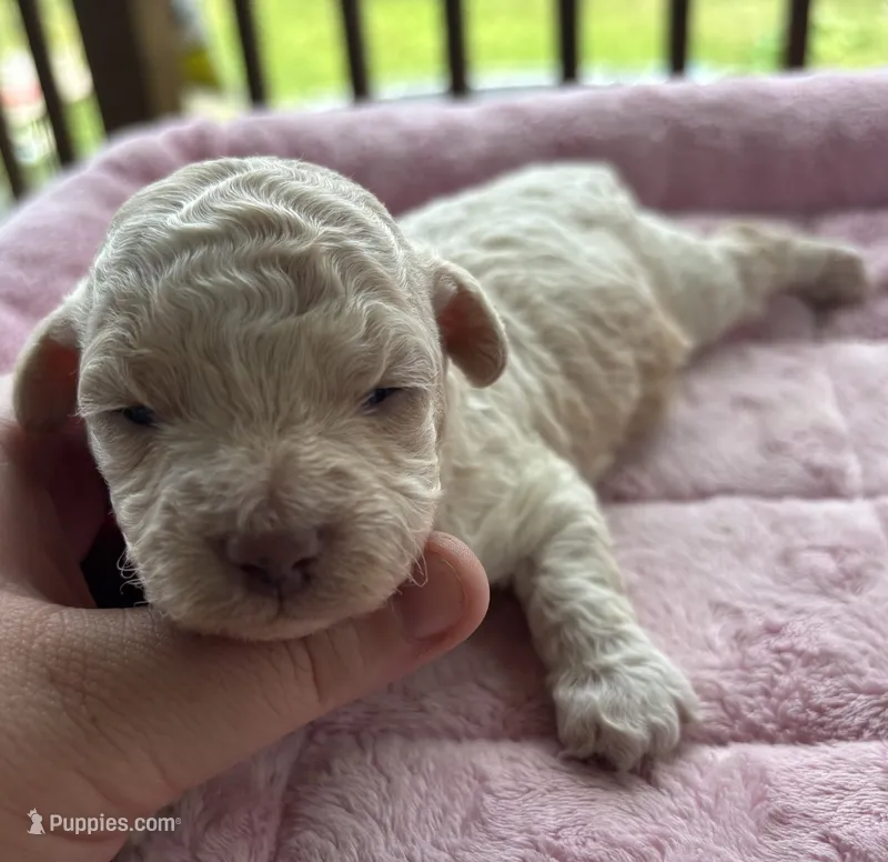 Citrine  – Poodle - Toy  puppy for sale in Camden, AR
