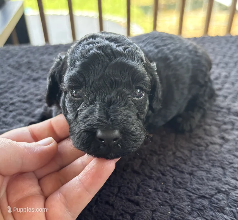 Jellybean (akc)  – Poodle - Miniature  puppy for sale in Camden, AR